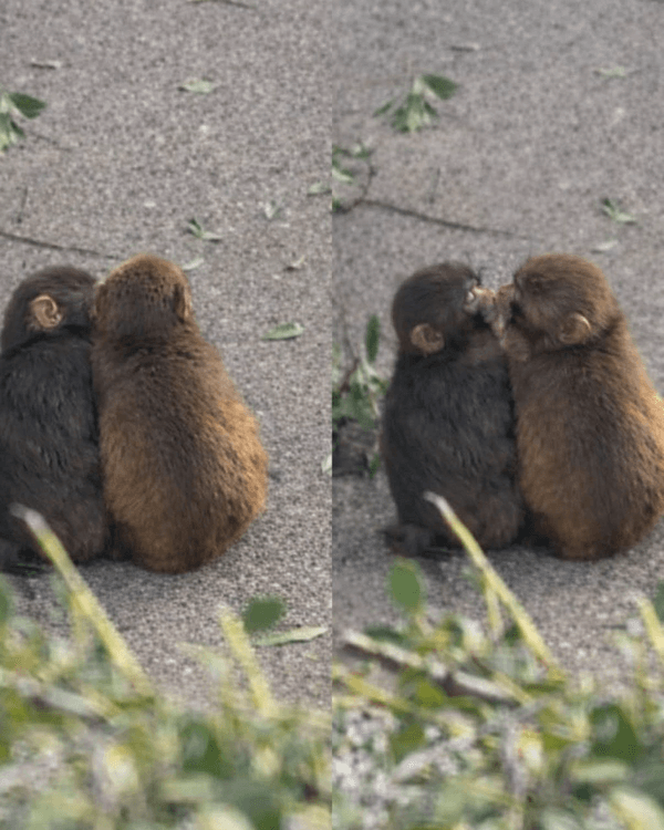 日本馬騮Punch攬實公仔爆紅🐒❗️返猴群被排擠畫面勁心酸🥺揭孤兒猴成長故事+近況