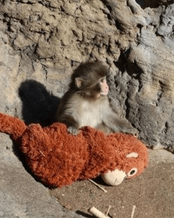 日本馬騮Punch攬實公仔爆紅🐒❗️返猴群被排擠畫面勁心酸🥺揭孤兒猴成長故事+近況