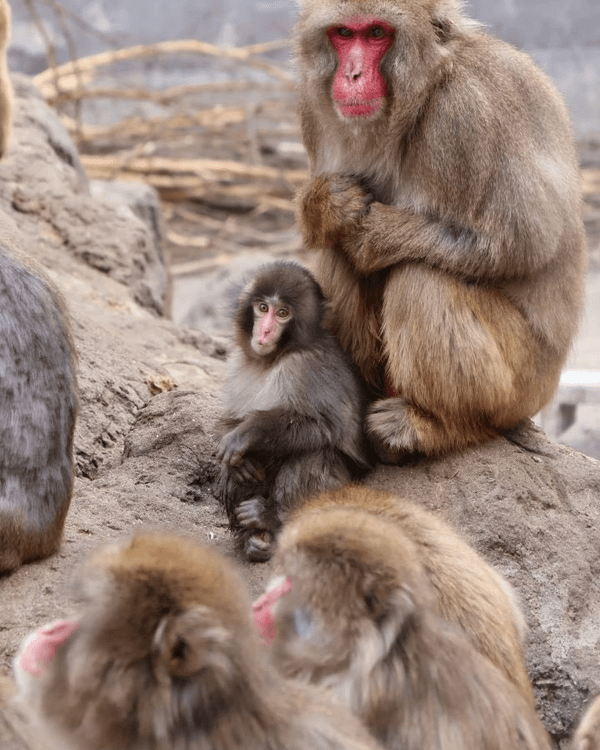 日本馬騮Punch攬實公仔爆紅🐒❗️返猴群被排擠畫面勁心酸🥺揭孤兒猴成長故事+近況
