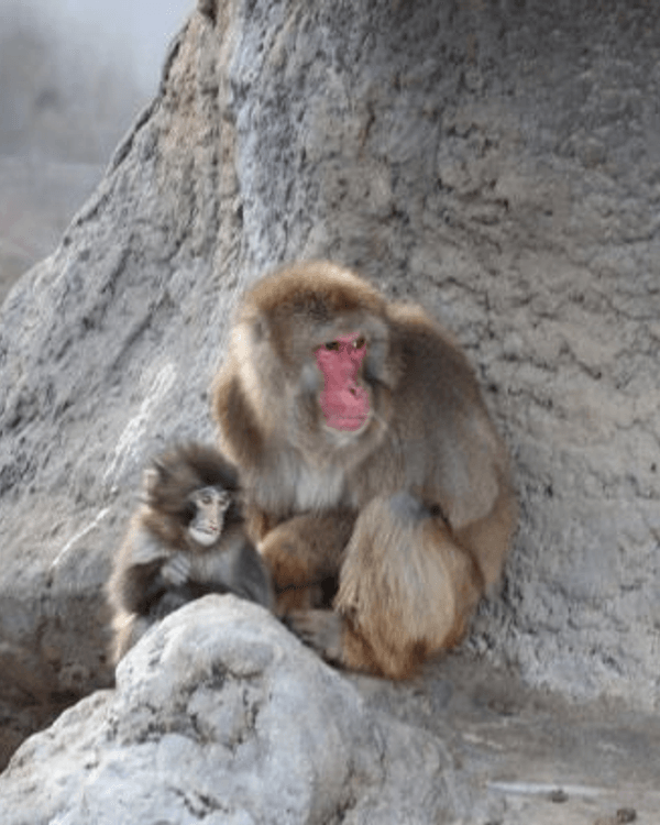 日本馬騮Punch攬實公仔爆紅🐒❗️返猴群被排擠畫面勁心酸🥺揭孤兒猴成長故事+近況