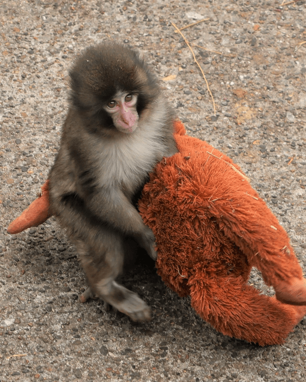 日本馬騮Punch攬實公仔爆紅🐒❗️返猴群被排擠畫面勁心酸🥺揭孤兒猴成長故事+近況