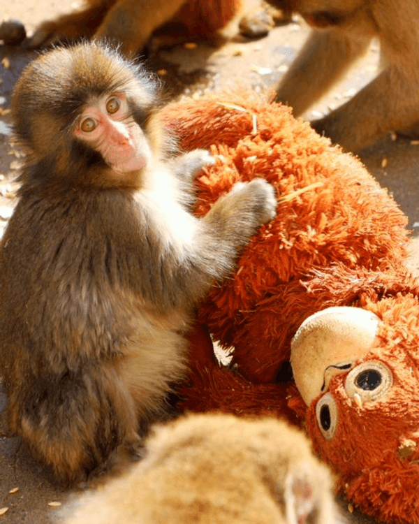 日本馬騮Punch攬實公仔爆紅🐒❗️返猴群被排擠畫面勁心酸🥺揭孤兒猴成長故事+近況