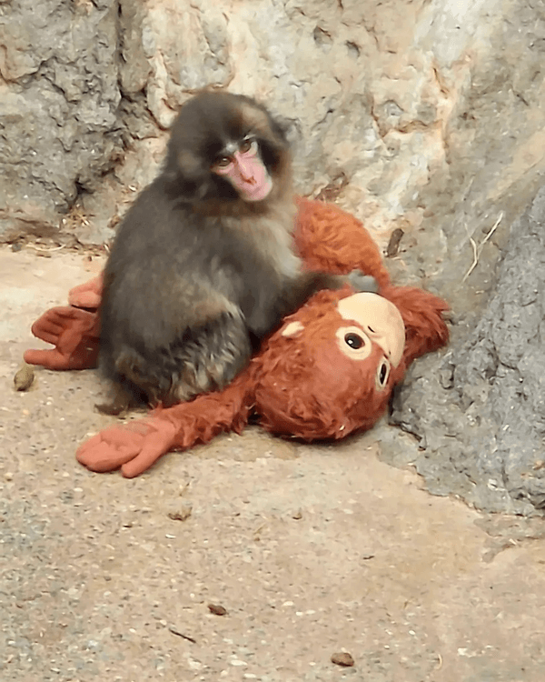 日本馬騮Punch攬實公仔爆紅🐒❗️返猴群被排擠畫面勁心酸🥺揭孤兒猴成長故事+近況