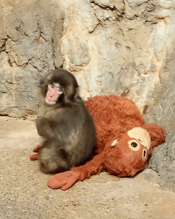 日本馬騮Punch攬實公仔爆紅🐒❗️返猴群被排擠畫面勁心酸🥺揭孤兒猴成長故事+近況