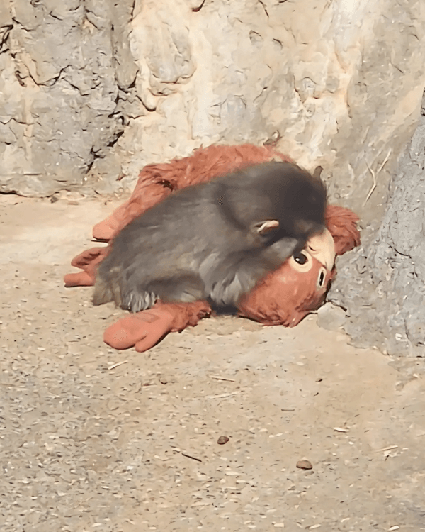 日本馬騮Punch攬實公仔爆紅🐒❗️返猴群被排擠畫面勁心酸🥺揭孤兒猴成長故事+近況