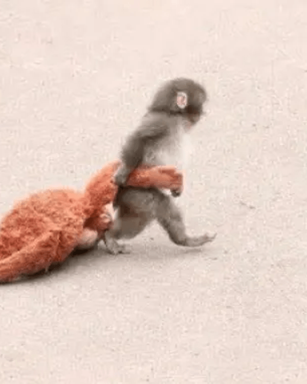 日本馬騮Punch攬實公仔爆紅🐒❗️返猴群被排擠畫面勁心酸🥺揭孤兒猴成長故事+近況