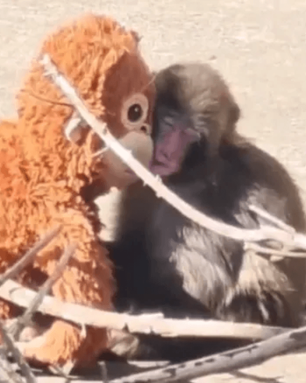 日本馬騮Punch攬實公仔爆紅🐒❗️返猴群被排擠畫面勁心酸🥺揭孤兒猴成長故事+近況