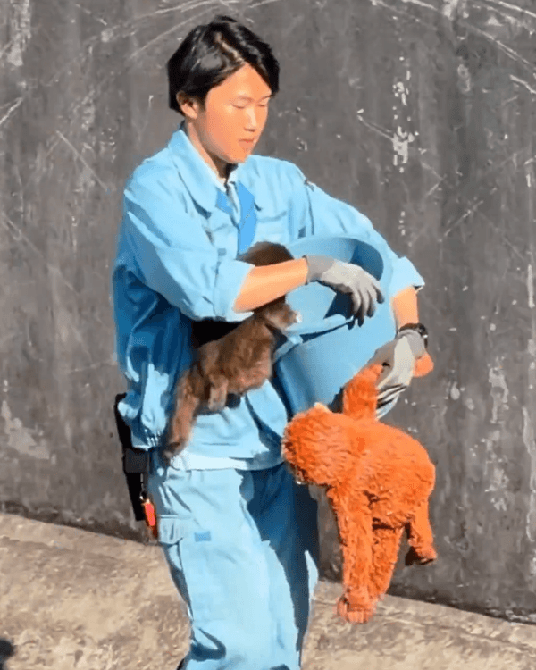 日本馬騮Punch攬實公仔爆紅🐒❗️返猴群被排擠畫面勁心酸🥺揭孤兒猴成長故事+近況