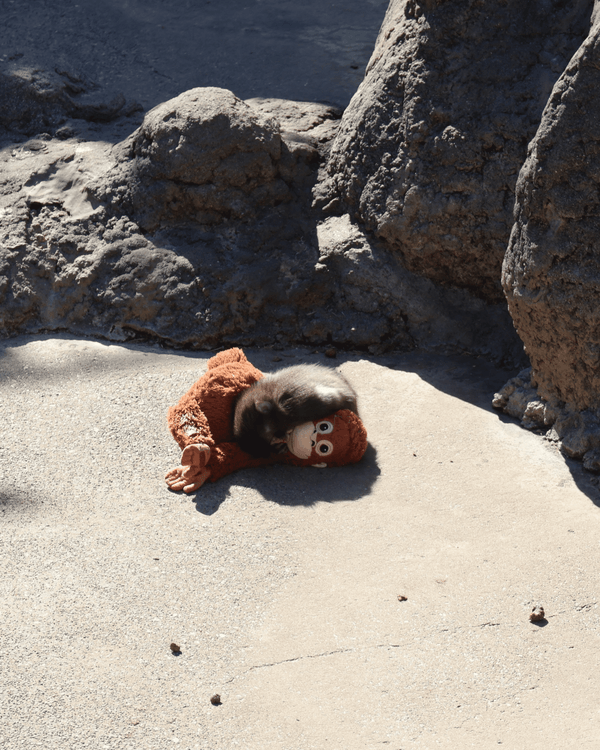 日本馬騮Punch攬實公仔爆紅🐒❗️返猴群被排擠畫面勁心酸🥺揭孤兒猴成長故事+近況