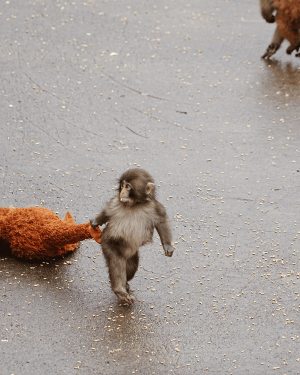 日本馬騮Punch攬實公仔爆紅🐒❗️返猴群被排擠畫面勁心酸🥺揭孤兒猴成長故事+近況