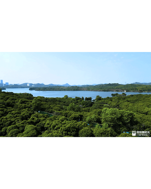 深圳4大週末郊遊必去水庫推介🤩💧漫畫大草坪、湖光塔打卡放鬆首選🌿