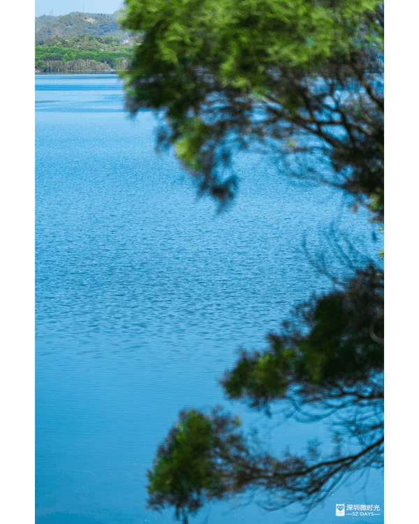 深圳4大週末郊遊必去水庫推介🤩💧漫畫大草坪、湖光塔打卡放鬆首選🌿