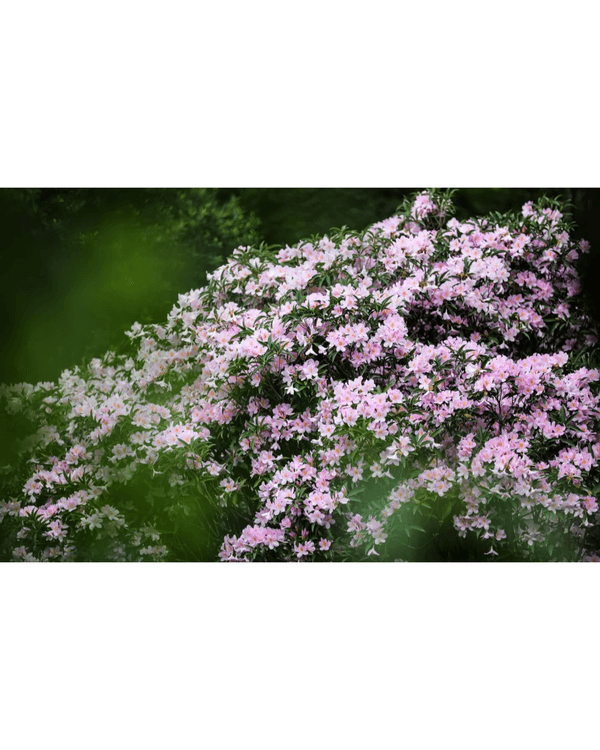 深圳梧桐山10萬株杜鵑盛開🌸￥99坐直升機睇花海🚁仲有春花宴市集勁好行😍🍃
