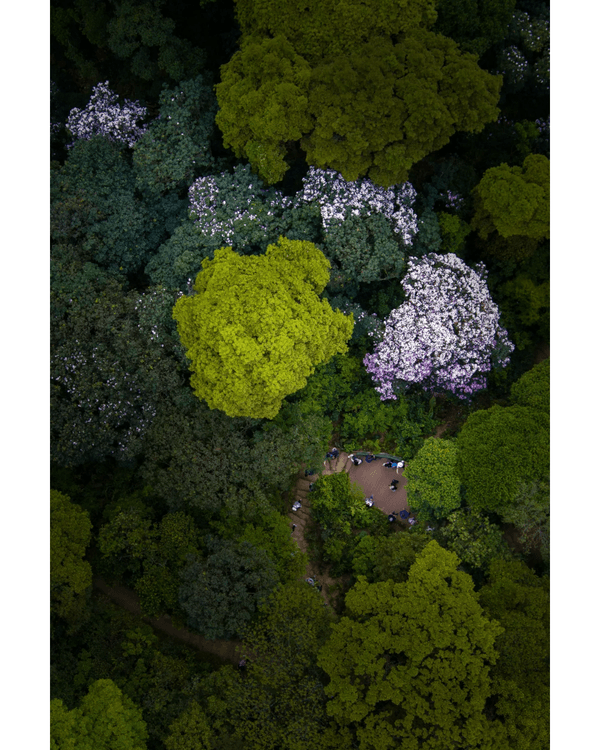 深圳梧桐山10萬株杜鵑盛開🌸￥99坐直升機睇花海🚁仲有春花宴市集勁好行😍🍃