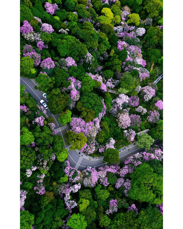 深圳梧桐山10萬株杜鵑盛開🌸￥99坐直升機睇花海🚁仲有春花宴市集勁好行😍🍃