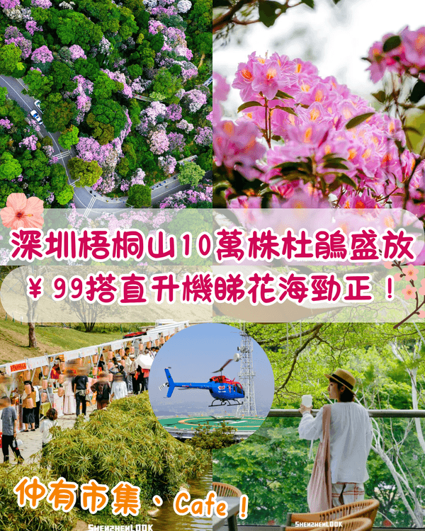 深圳梧桐山10萬株杜鵑盛開🌸￥99坐直升機睇花海🚁仲有春花宴市集勁好行😍🍃