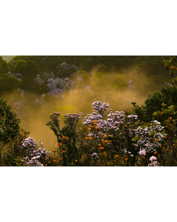 深圳梧桐山10萬株杜鵑盛開🌸￥99坐直升機睇花海🚁仲有春花宴市集勁好行😍🍃