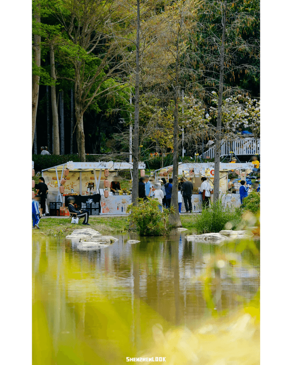 深圳梧桐山10萬株杜鵑盛開🌸￥99坐直升機睇花海🚁仲有春花宴市集勁好行😍🍃