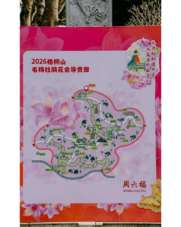 深圳梧桐山10萬株杜鵑盛開🌸￥99坐直升機睇花海🚁仲有春花宴市集勁好行😍🍃