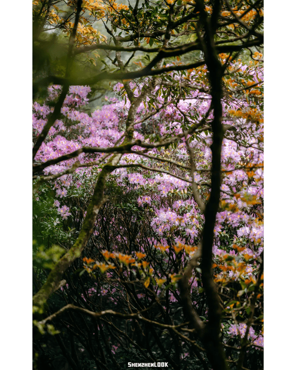深圳梧桐山10萬株杜鵑盛開🌸￥99坐直升機睇花海🚁仲有春花宴市集勁好行😍🍃