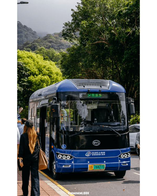 深圳梧桐山10萬株杜鵑盛開🌸￥99坐直升機睇花海🚁仲有春花宴市集勁好行😍🍃