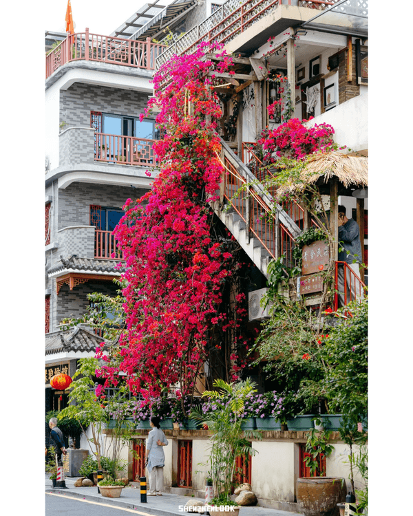 深圳梧桐山10萬株杜鵑盛開🌸￥99坐直升機睇花海🚁仲有春花宴市集勁好行😍🍃