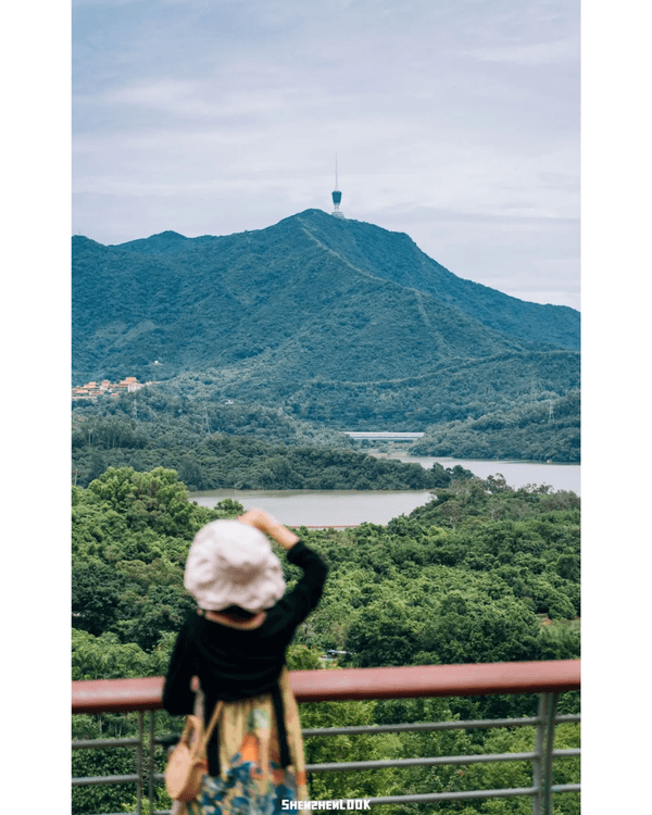 深圳梧桐山10萬株杜鵑盛開🌸￥99坐直升機睇花海🚁仲有春花宴市集勁好行😍🍃