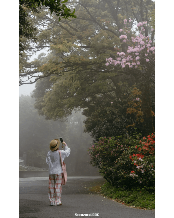 深圳梧桐山10萬株杜鵑盛開🌸￥99坐直升機睇花海🚁仲有春花宴市集勁好行😍🍃