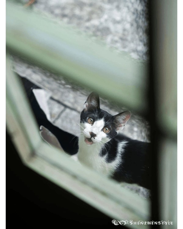 深圳寶安2間復古Cafe推介☕楊冪都打卡過‼️綠野仙蹤般歎下午茶勁Chill✨