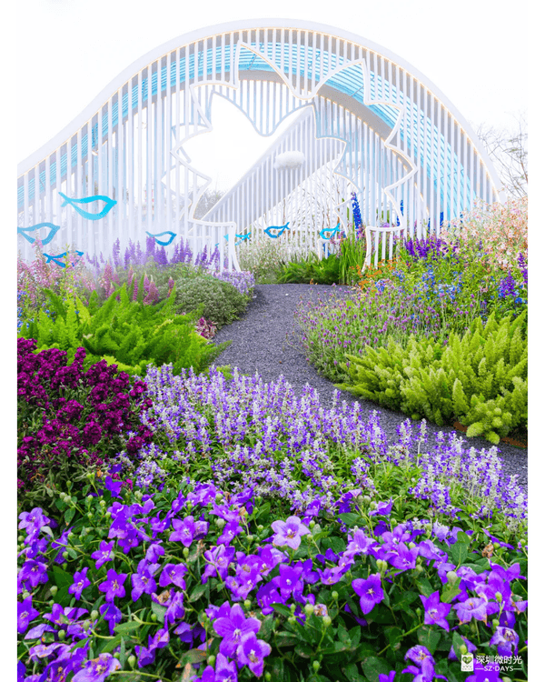 深圳粵港澳大灣區花展開幕💐31座花園規模最大‼️船上打卡一秒穿越江南😍