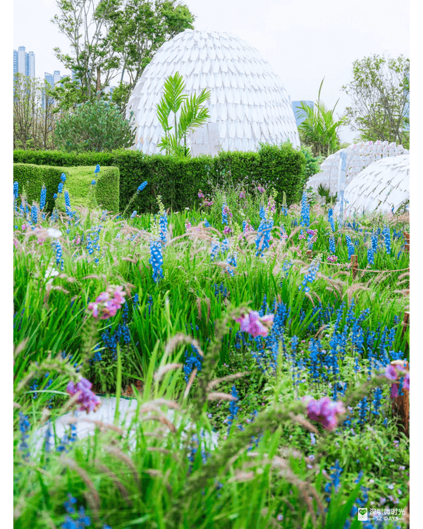 深圳粵港澳大灣區花展開幕💐31座花園規模最大‼️船上打卡一秒穿越江南😍