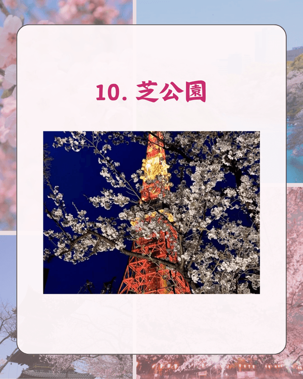 東京10大熱門櫻花勝地排名🌸上野公園痛失冠軍😱「1景點」花期最長‼️