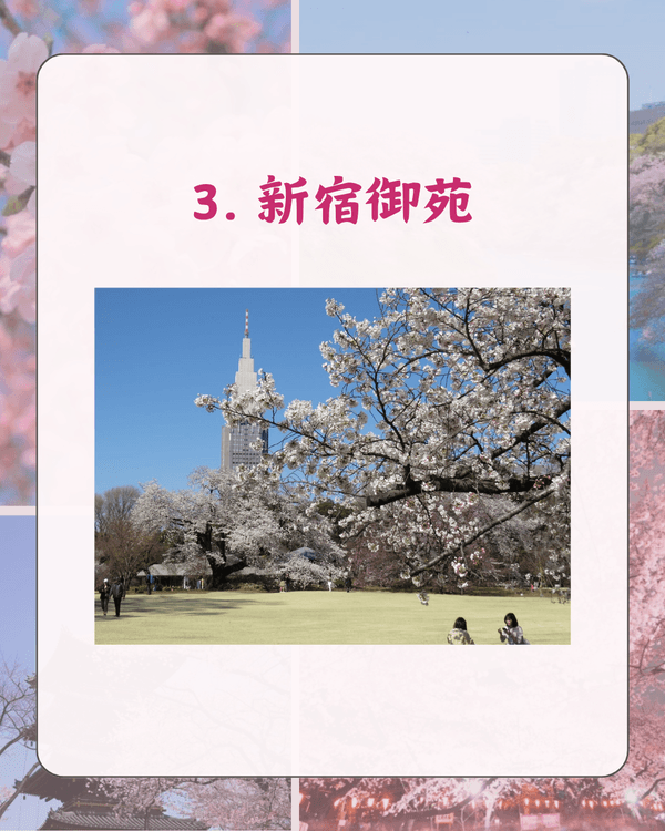 東京10大熱門櫻花勝地排名🌸上野公園痛失冠軍😱「1景點」花期最長‼️