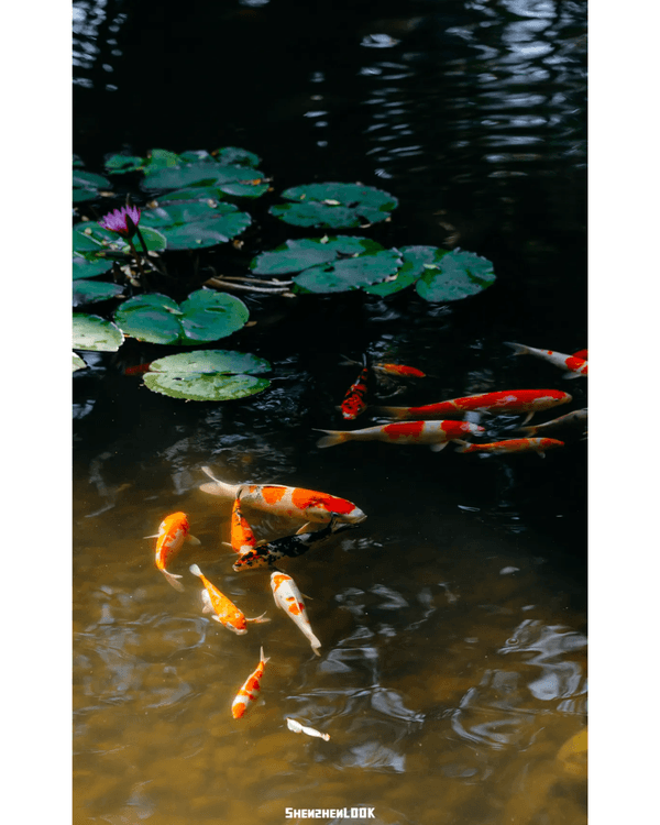 深圳福田5大公園Cafe推介🌳☕️玻璃屋睇住花海歎咖啡勁Chill必去🤩🌸