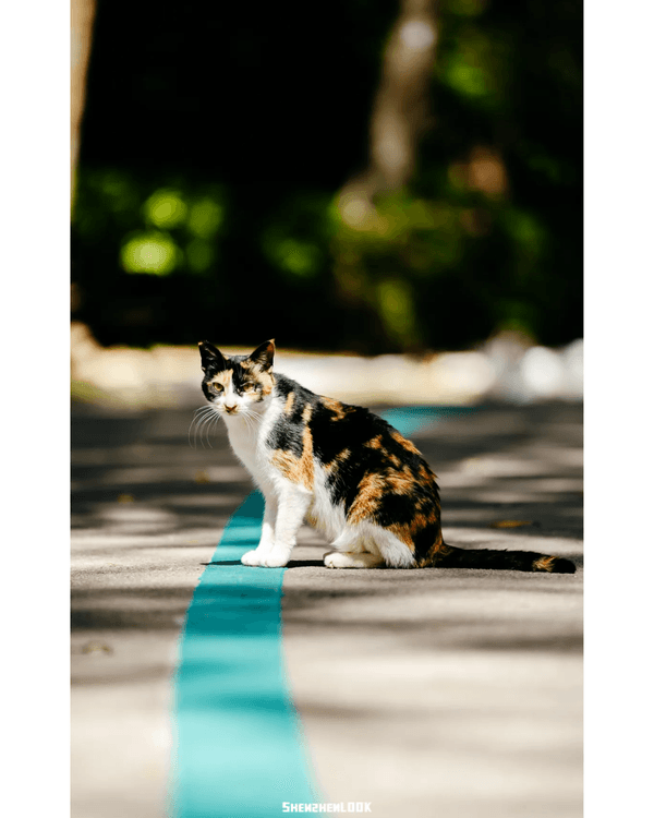 深圳福田5大公園Cafe推介🌳☕️玻璃屋睇住花海歎咖啡勁Chill必去🤩🌸