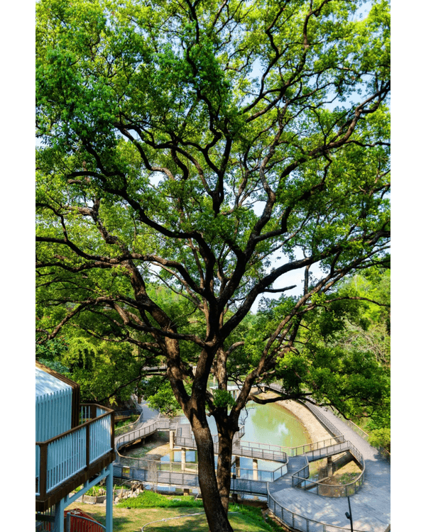 深圳龍崗南灣郊野公園未開先爆紅🌳湖畔棧道打卡一流📸仲有超大兒童樂園任玩🎡❗️