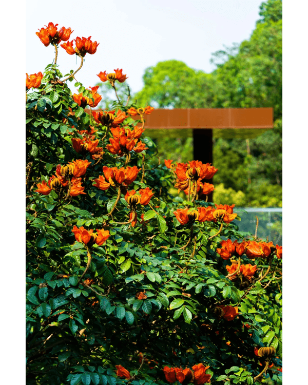 深圳龍崗南灣郊野公園未開先爆紅🌳湖畔棧道打卡一流📸仲有超大兒童樂園任玩🎡❗️