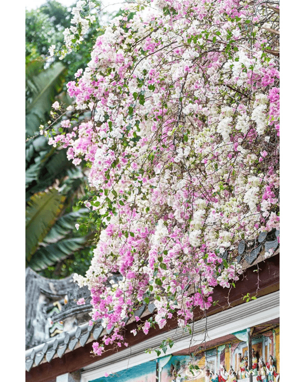 深圳花海浪漫Color Walk路線💐漫步1.5km花海大道🌸打卡園博園粉色花瀑✨