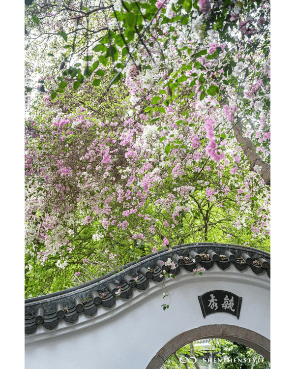 深圳花海浪漫Color Walk路線💐漫步1.5km花海大道🌸打卡園博園粉色花瀑✨