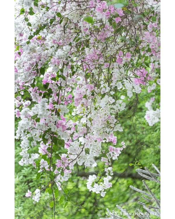 深圳花海浪漫Color Walk路線💐漫步1.5km花海大道🌸打卡園博園粉色花瀑✨