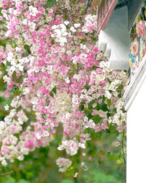 深圳花海浪漫Color Walk路線💐漫步1.5km花海大道🌸打卡園博園粉色花瀑✨