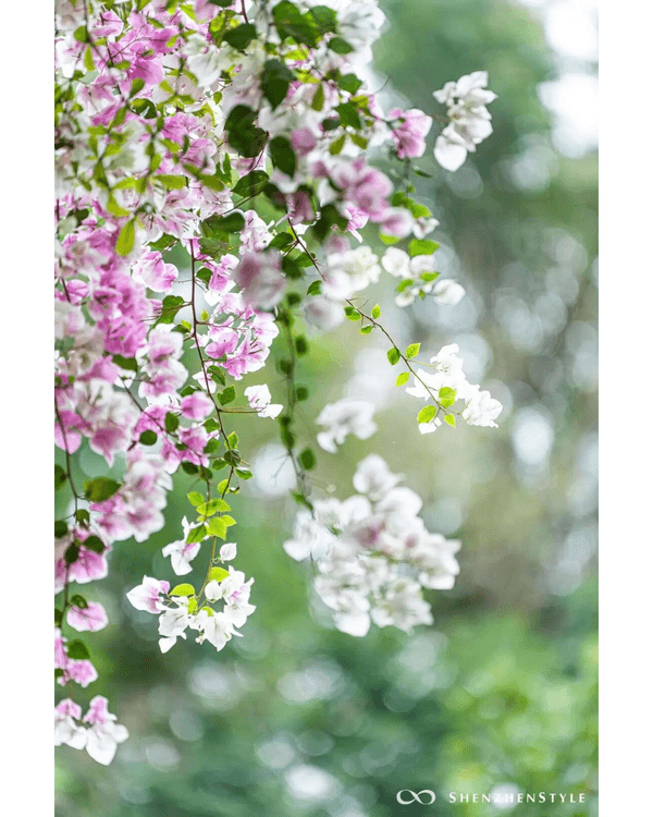 深圳花海浪漫Color Walk路線💐漫步1.5km花海大道🌸打卡園博園粉色花瀑✨
