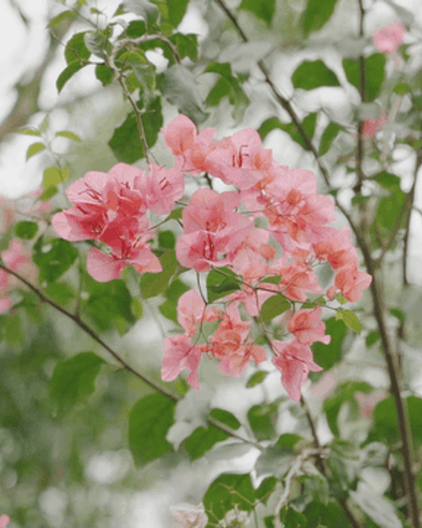 深圳花海浪漫Color Walk路線💐漫步1.5km花海大道🌸打卡園博園粉色花瀑✨