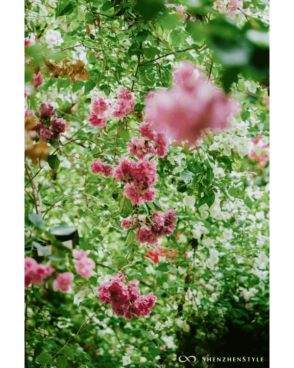 深圳花海浪漫Color Walk路線💐漫步1.5km花海大道🌸打卡園博園粉色花瀑✨