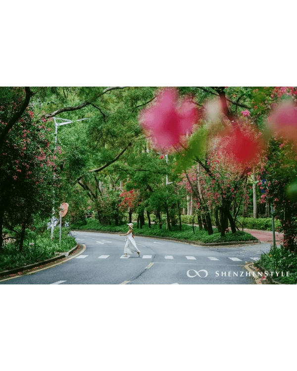 深圳花海浪漫Color Walk路線💐漫步1.5km花海大道🌸打卡園博園粉色花瀑✨