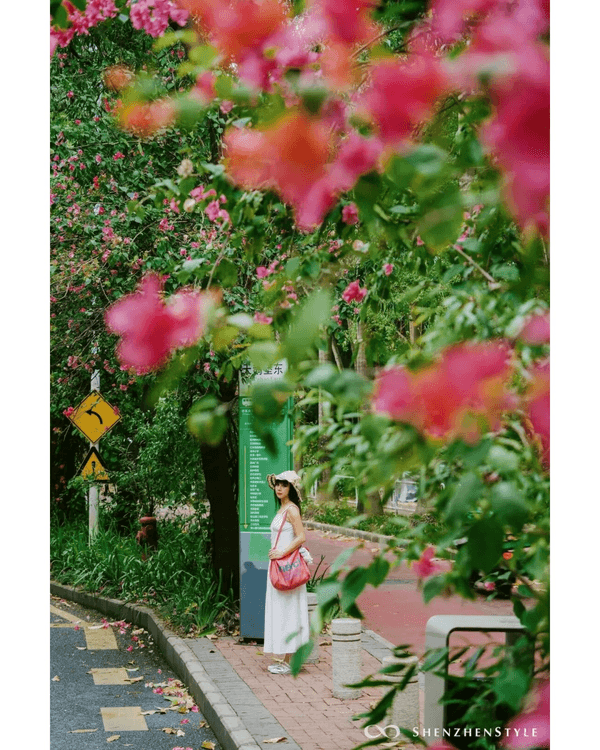 深圳花海浪漫Color Walk路線💐漫步1.5km花海大道🌸打卡園博園粉色花瀑✨