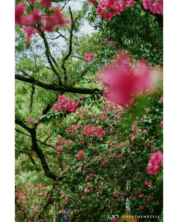 深圳花海浪漫Color Walk路線💐漫步1.5km花海大道🌸打卡園博園粉色花瀑✨