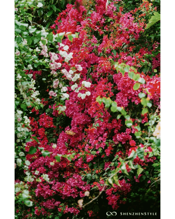 深圳花海浪漫Color Walk路線💐漫步1.5km花海大道🌸打卡園博園粉色花瀑✨