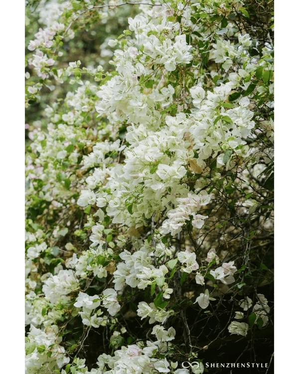 深圳花海浪漫Color Walk路線💐漫步1.5km花海大道🌸打卡園博園粉色花瀑✨