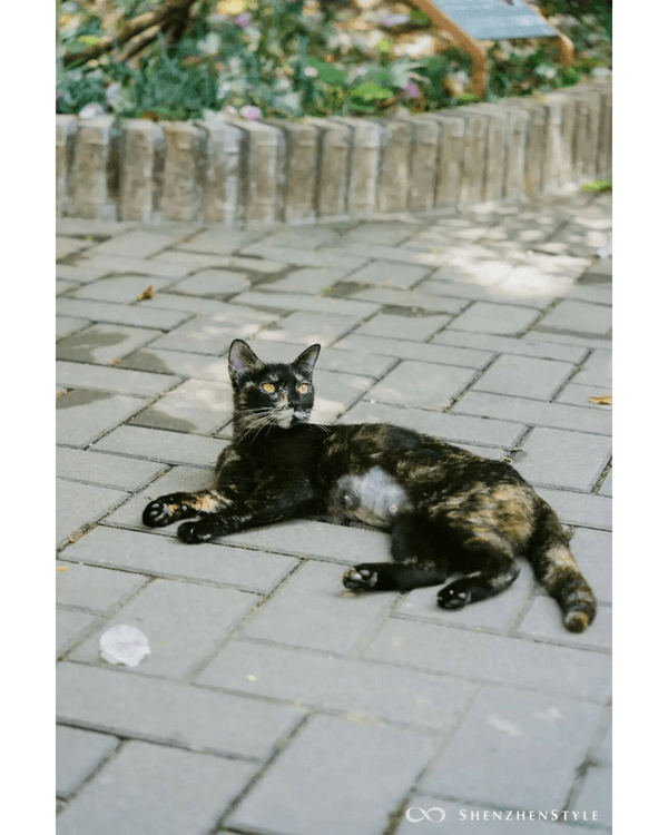 深圳花海浪漫Color Walk路線💐漫步1.5km花海大道🌸打卡園博園粉色花瀑✨